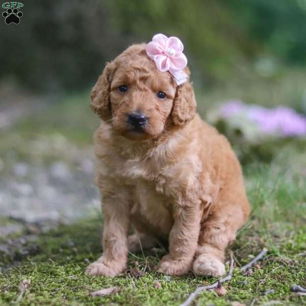 Nellie, Goldendoodle Puppy